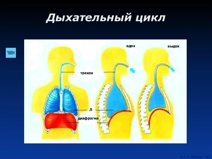 Дыхательный цикл трахея диафрагма Л вдох выдох