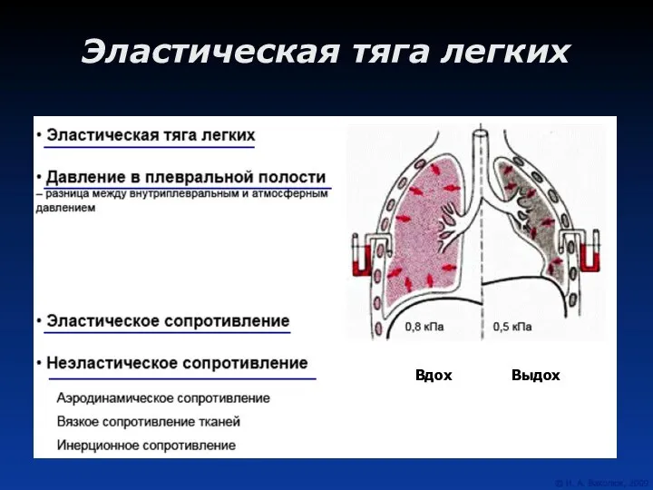 Эластическая тяга легких Вдох Выдох