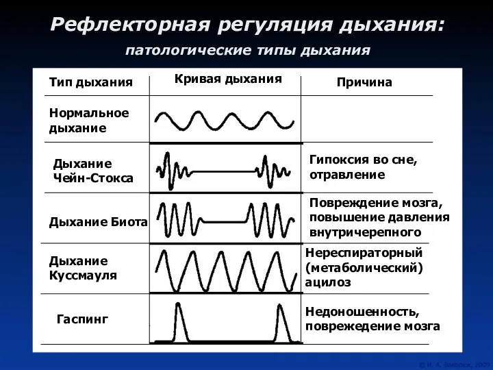 Рефлекторная регуляция дыхания: патологические типы дыхания