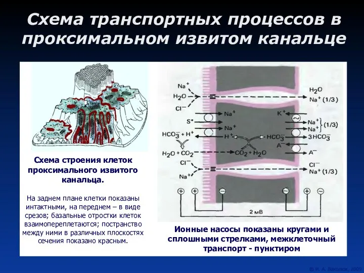 Схема транспортных процессов в проксимальном извитом канальце