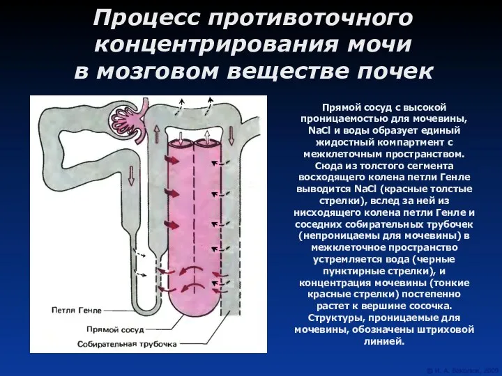 Процесс противоточного концентрирования мочи в мозговом веществе почек Прямой сосуд с