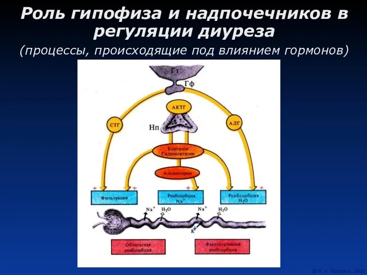 Роль гипофиза и надпочечников в регуляции диуреза (процессы, происходящие под влиянием гормонов)