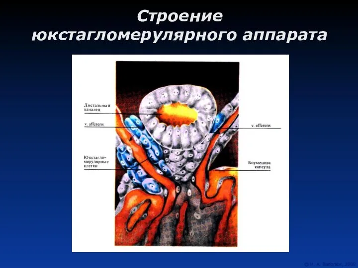 Строение юкстагломерулярного аппарата