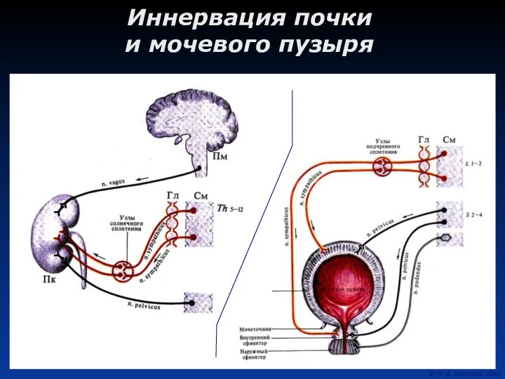 Иннервация почки и мочевого пузыря