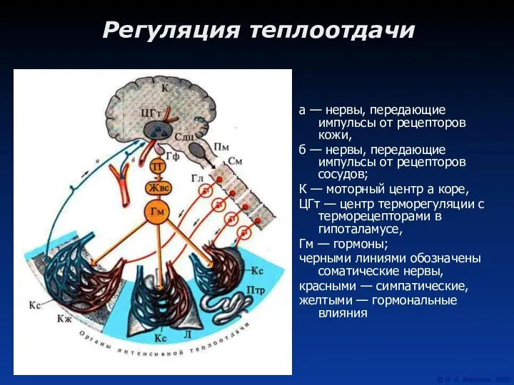 Регуляция теплоотдачи а — нервы, передающие импульсы от рецепторов кожи, б