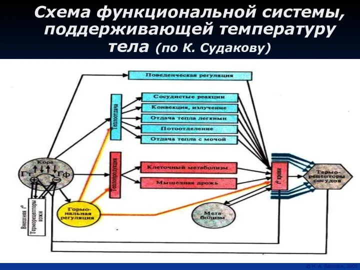 Схема функциональной системы, поддерживающей температуру тела (по К. Судакову)