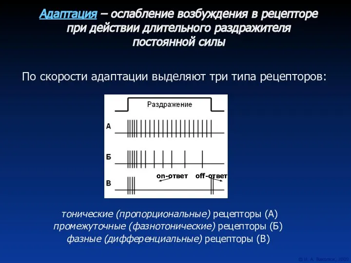 Адаптация – ослабление возбуждения в рецепторе при действии длительного раздражителя постоянной