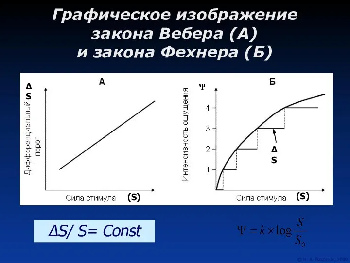 Графическое изображение закона Вебера (А) и закона Фехнера (Б) ΔS/ S= Const