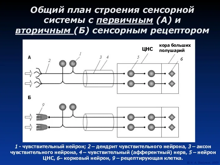 Общий план строения сенсорной системы с первичным (А) и вторичным (Б)