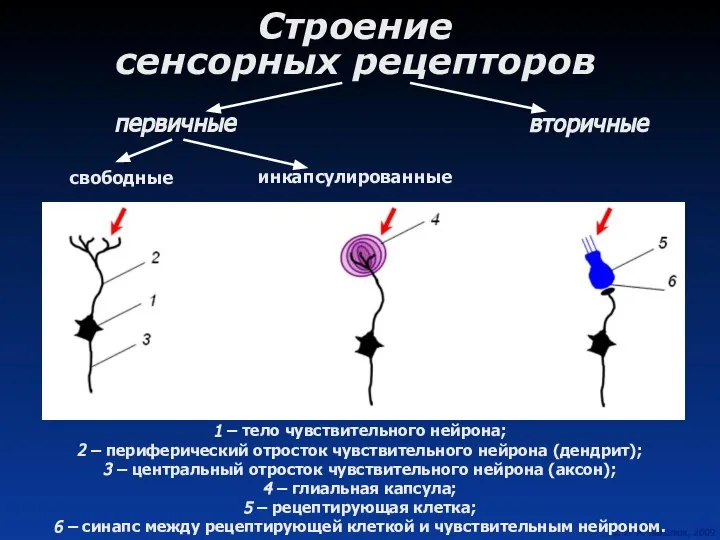 Строение сенсорных рецепторов 1 – тело чувствительного нейрона; 2 – периферический