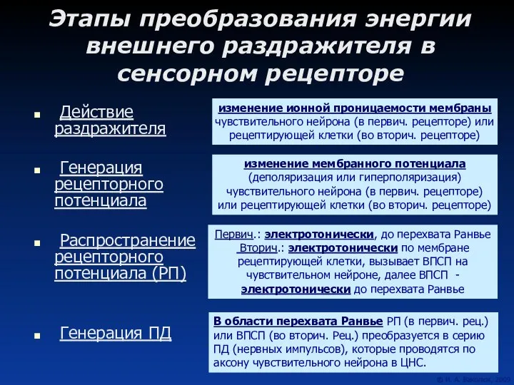 Этапы преобразования энергии внешнего раздражителя в сенсорном рецепторе Действие раздражителя Генерация