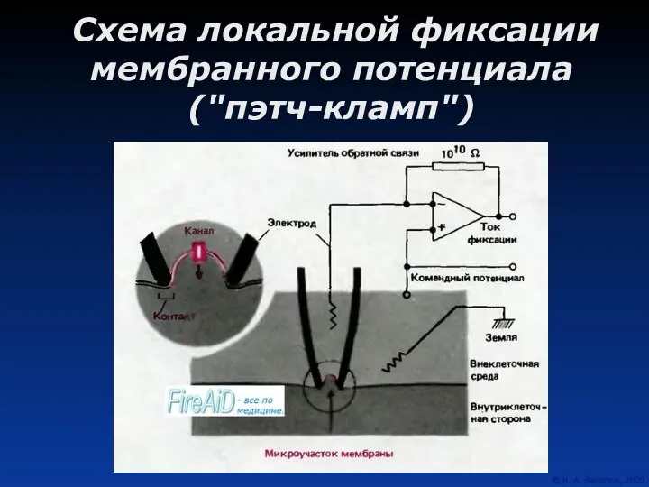 Схема локальной фиксации мембранного потенциала ("пэтч-кламп")