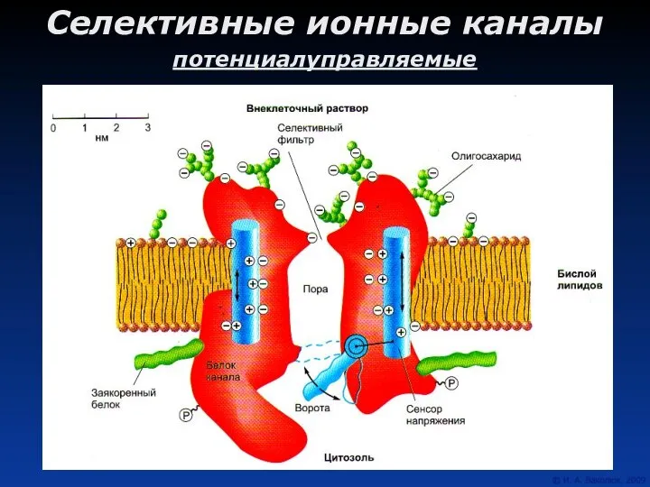 Селективные ионные каналы потенциалуправляемые