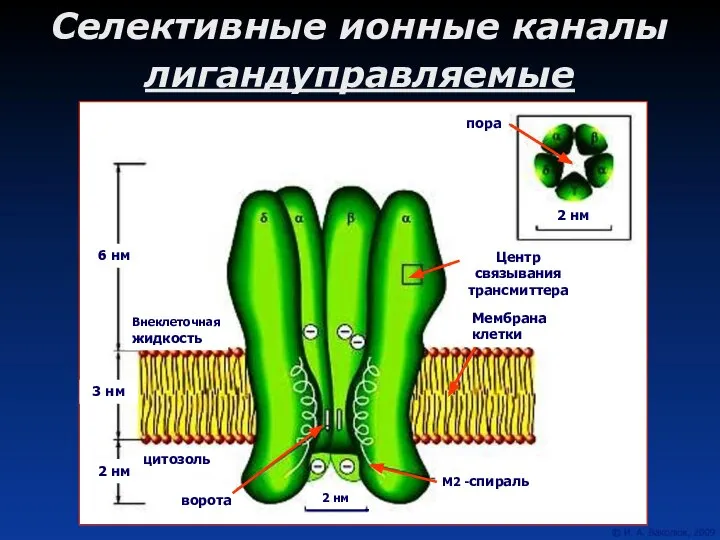 Селективные ионные каналы лигандуправляемые Внеклеточная жидкость 6 нм 2 нм 3