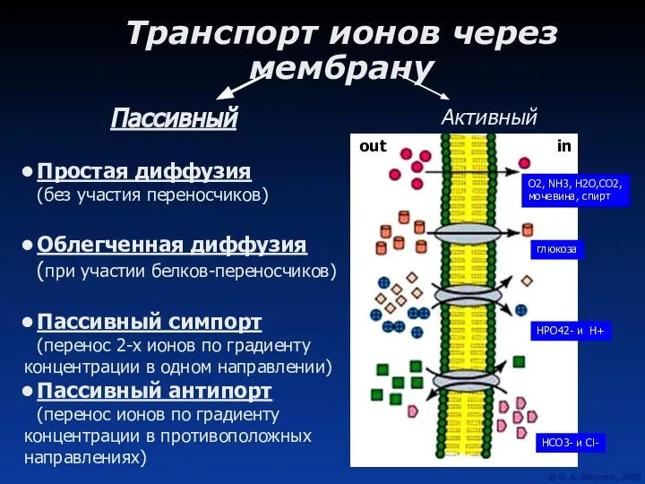 Транспорт ионов через мембрану Пассивный Активный Простая диффузия (без участия переносчиков)