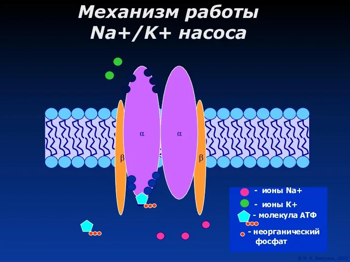 Механизм работы Na+/K+ насоса β β α α