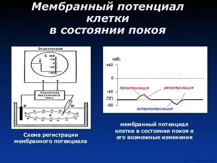 Мембранный потенциал клетки в состоянии покоя Схема регистрации мембранного потенциала мембранный