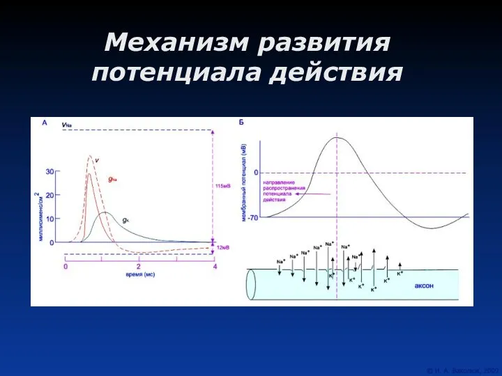 Механизм развития потенциала действия