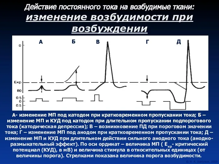 Действие постоянного тока на возбудимые ткани: изменение возбудимости при возбуждении А-