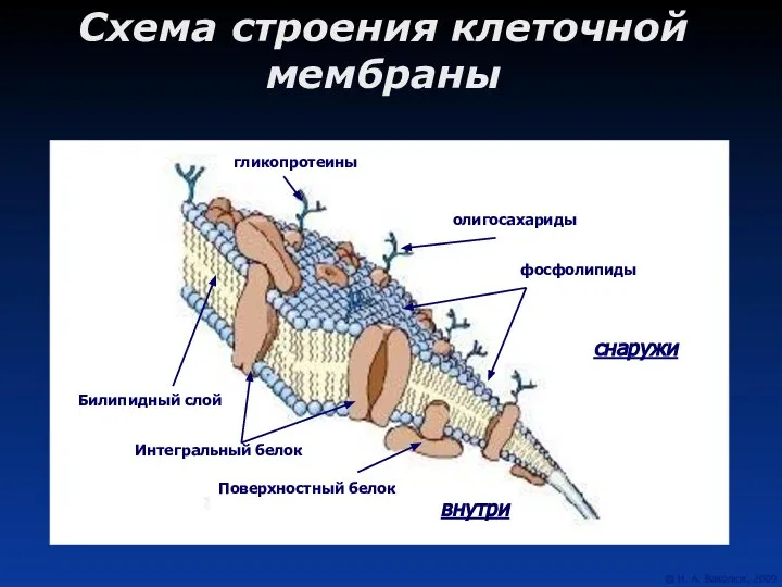 Схема строения клеточной мембраны снаружи внутри Поверхностный белок олигосахариды Интегральный белок гликопротеины фосфолипиды Билипидный слой