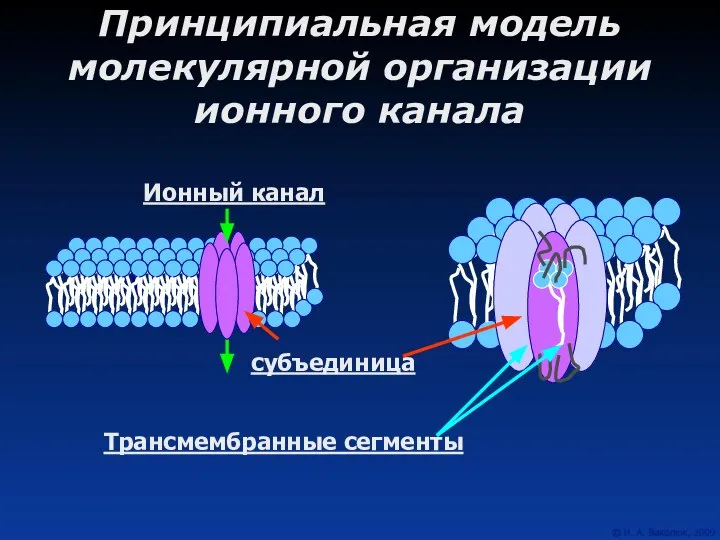 Принципиальная модель молекулярной организации ионного канала Ионный канал субъединица Трансмембранные сегменты