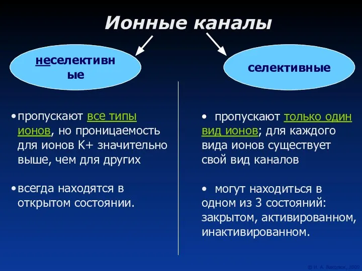 Ионные каналы неселективные селективные пропускают все типы ионов, но проницаемость для