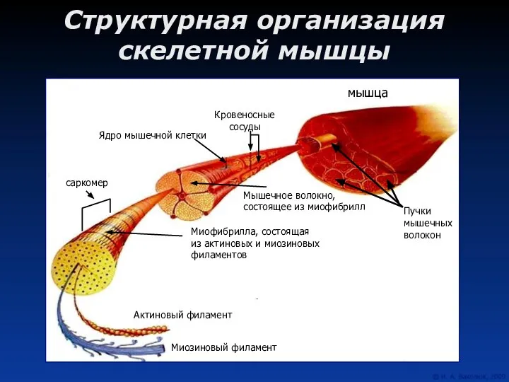 Структурная организация скелетной мышцы мышца Пучки мышечных волокон Мышечное волокно, состоящее