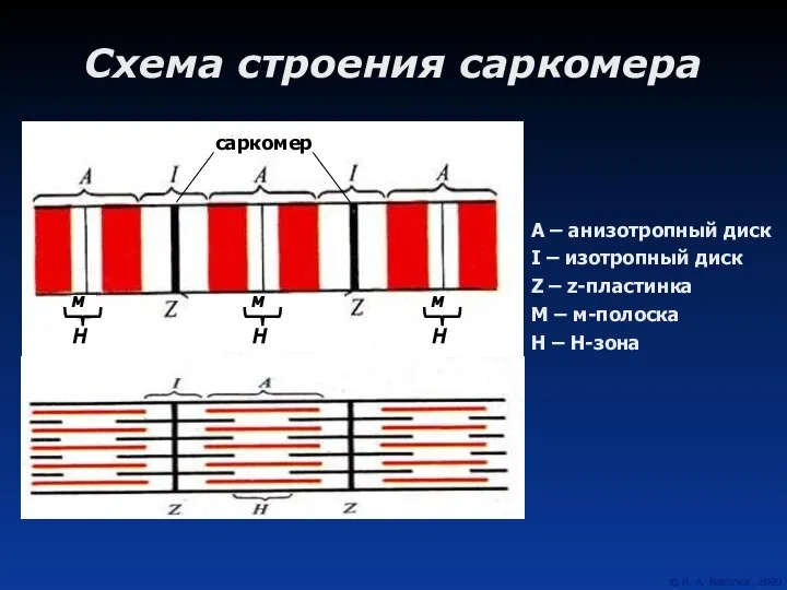 Схема строения саркомера А – анизотропный диск I – изотропный диск