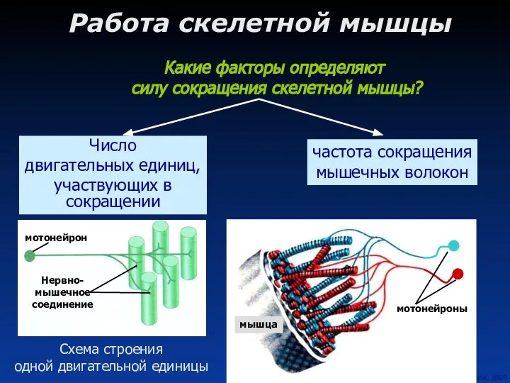 Работа скелетной мышцы Какие факторы определяют силу сокращения скелетной мышцы? Число