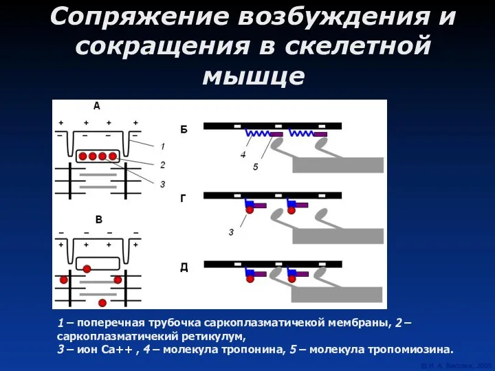 Сопряжение возбуждения и сокращения в скелетной мышце 1 – поперечная трубочка