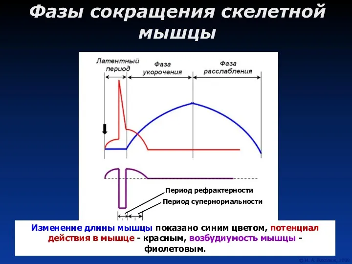 Фазы сокращения скелетной мышцы Изменение длины мышцы показано синим цветом, потенциал