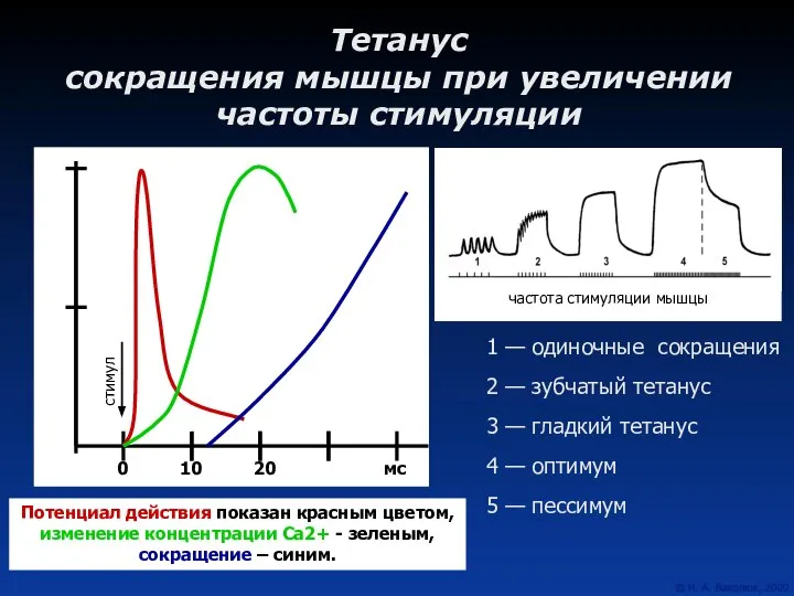 Тетанус сокращения мышцы при увеличении частоты стимуляции 1 — одиночные сокращения