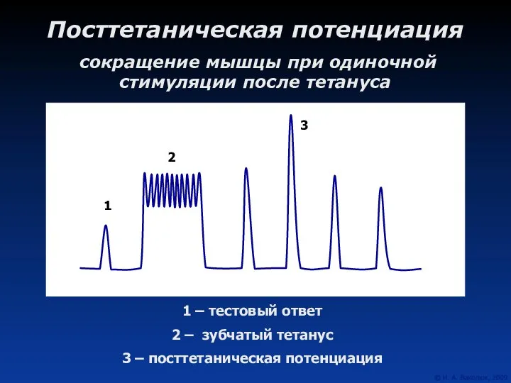 Посттетаническая потенциация сокращение мышцы при одиночной стимуляции после тетануса 1 –