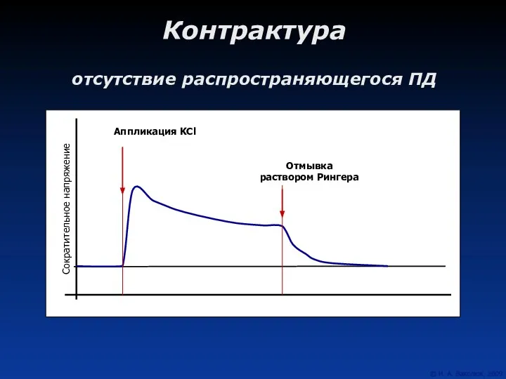 Контрактура отсутствие распространяющегося ПД Аппликация KCl Отмывка раствором Рингера Сократительное напряжение