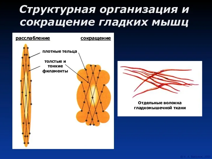 Структурная организация и сокращение гладких мышц