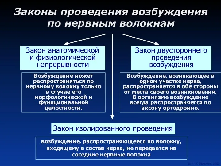 Законы проведения возбуждения по нервным волокнам Закон двустороннего проведения возбуждения Закон