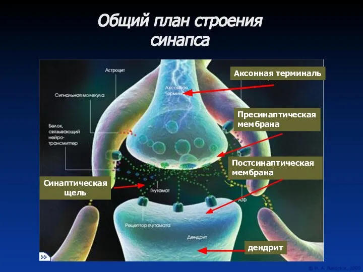 Общий план строения синапса Аксонная терминаль дендрит Пресинаптическая мембрана Постсинаптическая мембрана Синаптическая щель