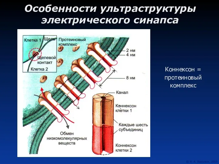 Особенности ультраструктуры электрического синапса Коннексон = протеиновый комплекс