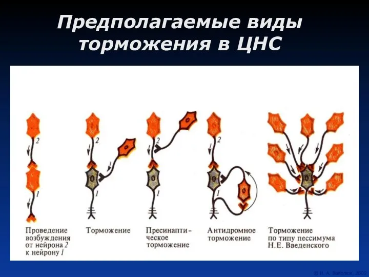 Предполагаемые виды торможения в ЦНС