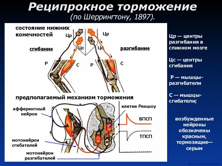 Реципрокное торможение (по Шеррингтону, 1897). Цр — центры разгибания в спинном