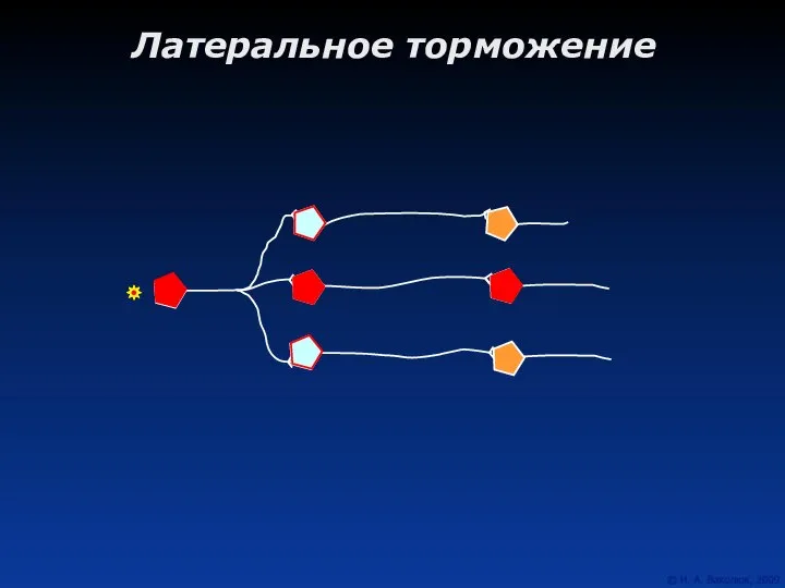 Латеральное торможение