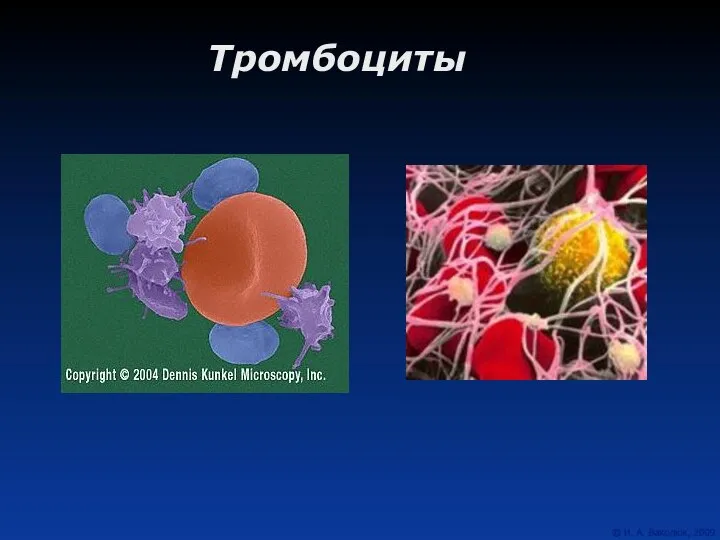 Тромбоциты