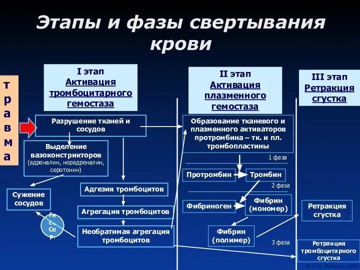 Этапы и фазы свертывания крови I этап Активация тромбоцитарного гемостаза III