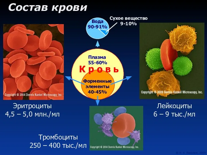 Состав крови Плазма 55-60% Вода 90-91% Сухое вещество 9-10% Лейкоциты 6