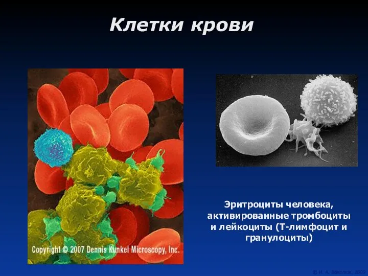 Клетки крови Эритроциты человека, активированные тромбоциты и лейкоциты (Т-лимфоцит и гранулоциты)