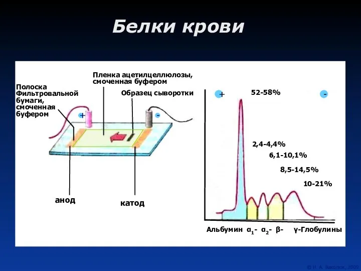 Белки крови