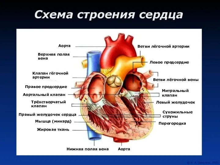 Схема строения сердца