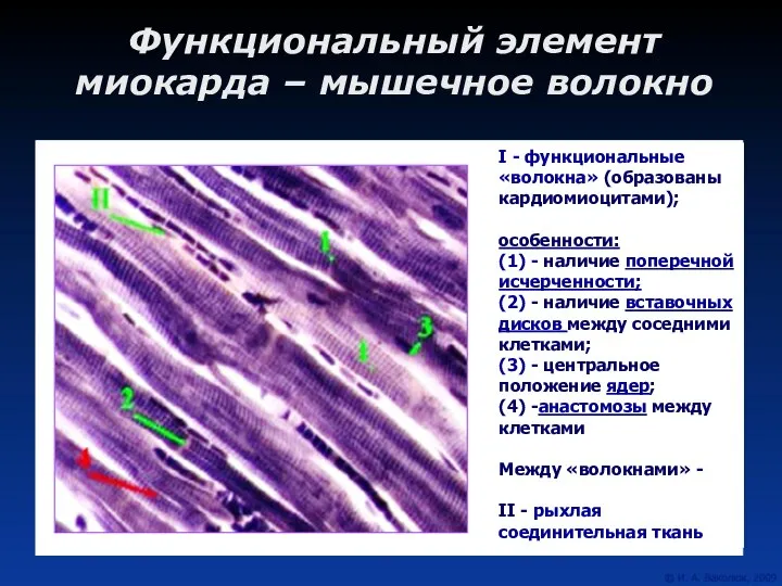 Функциональный элемент миокарда – мышечное волокно