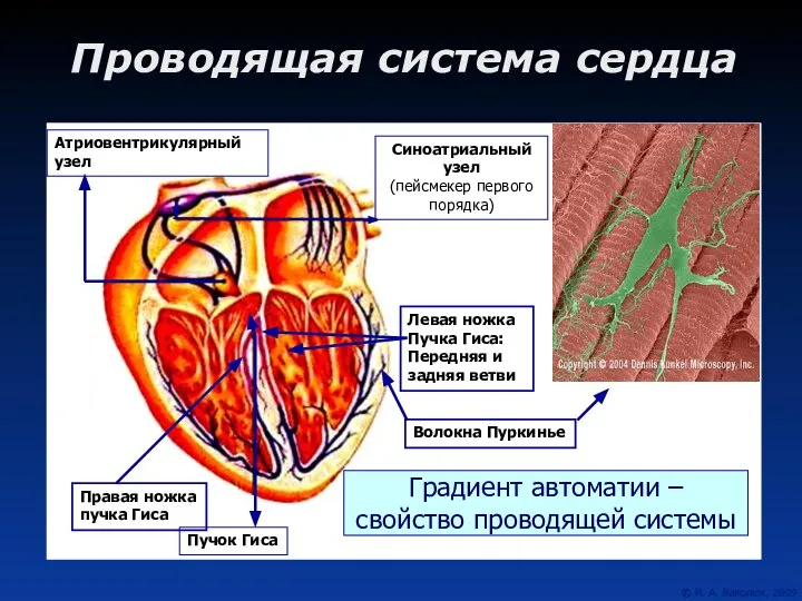 Проводящая система сердца