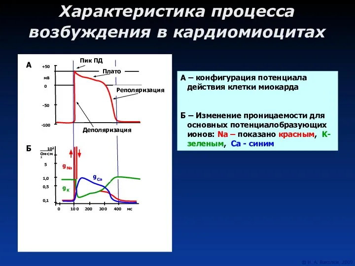 Характеристика процесса возбуждения в кардиомиоцитах
